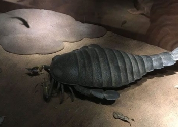 unexpected 2 meter long sea cabbage flower discovered in australia 128088