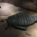 unexpected 2 meter long sea cabbage flower discovered in australia 128088