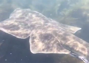 unexpected discovery of rare giant catfish outside ireland 127775