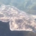 unexpected discovery of rare giant catfish outside ireland 127775