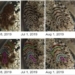 unique identifying features of the octopus 127103