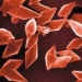 use bacillus thuringiensis thuring 5594