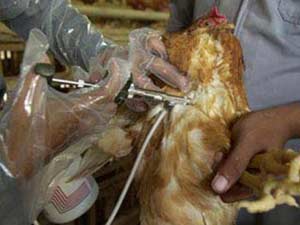 Vaccinating poultry with H5N1 vaccine