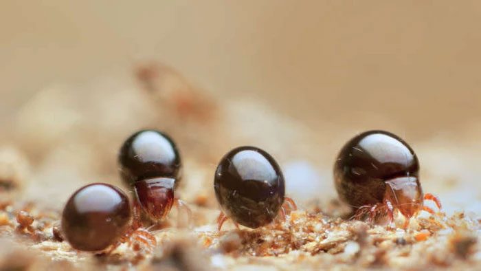 Strawberry bugs help disperse seeds and improve soil structure.