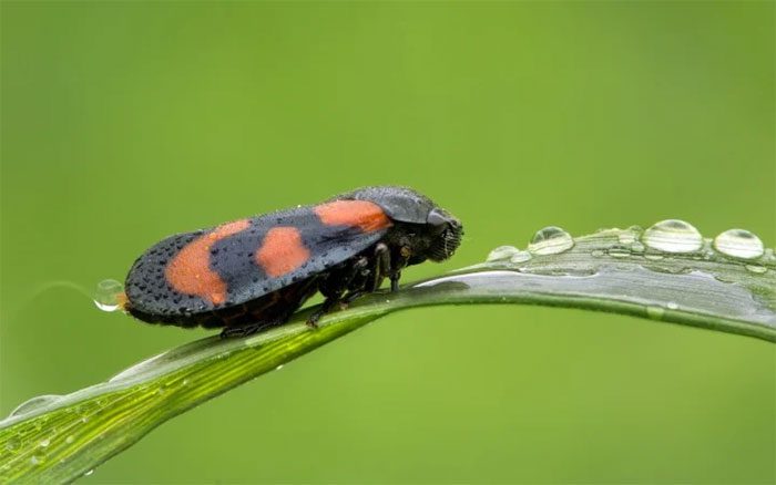 Froghopper