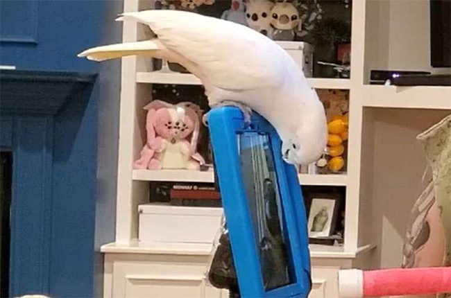 Image of a pet parrot looking at a screen to "chat" with a friend