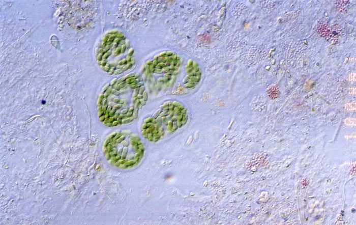 Cyanobacteria can be used to extract metals.