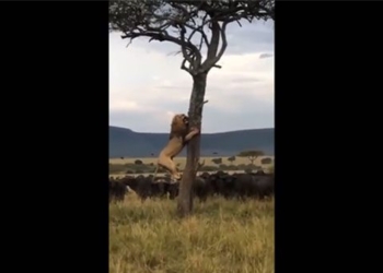 video being hunted by south african lions shaking and hugging a buffalo in the forest 128162