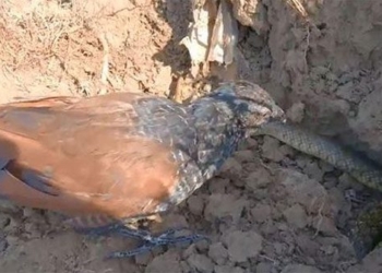 video bird bim bip fried crab with shells when pulling the snake out to eat meat 126895