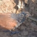 video bird bim bip fried crab with shells when pulling the snake out to eat meat 126895
