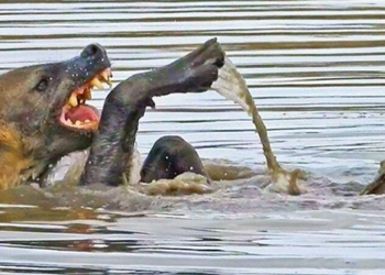 video horse swimming link makes internet community go wild 128336
