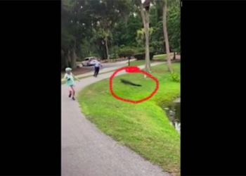 video man gets attacked by alligator 128274