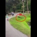 video man gets attacked by alligator 128274