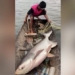 video young man catches 45kg monster catfish on river 127359