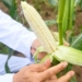 vietnam launches a new variety of sweet fruit eaten directly without boiling steaming or grilling 127391