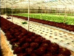 vietnam successfully produces artificial seeds 5197