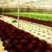 vietnam successfully produces artificial seeds 5197