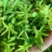 vietnamese people have 2 vegetable dishes that cure migraines miraculous summer eat with taste and sleep well 129147