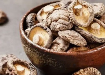 vietnamese plant species have many benefits like the queen of southern mushrooms 127193