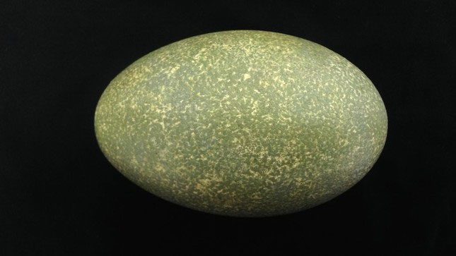 Thick green eggshell.
