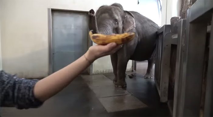 The elephant skillfully uses its trunk to peel a banana before eating.