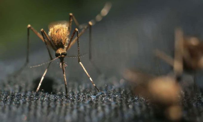 Mosquitoes can pierce through many types of fabric.