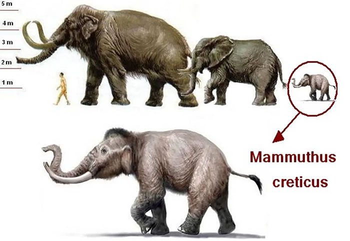 Cretan woolly mammoths are a remarkable example of insular dwarfism.