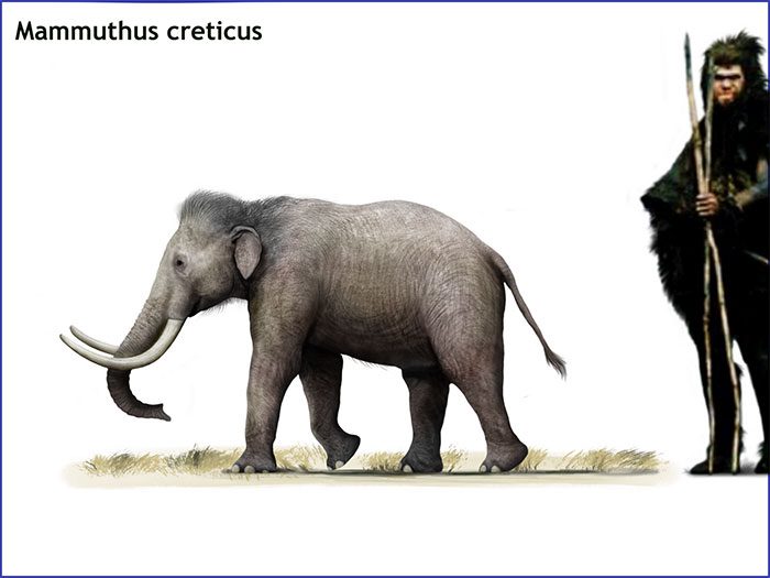 Size comparison between the Cretan woolly mammoth and humans.