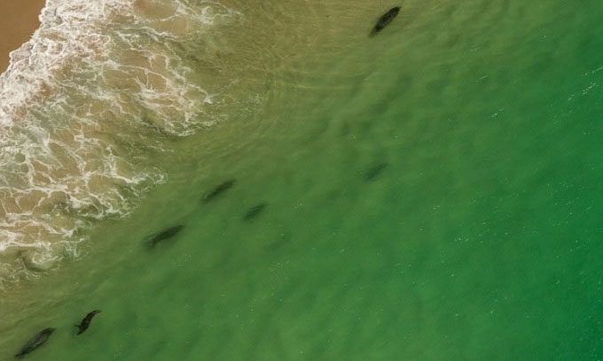 White sharks swimming near the shore at Cape Cod.