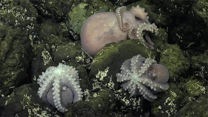 The octopus at Dorado Seamount is likely a new species belonging to the genus Muusoctopus.