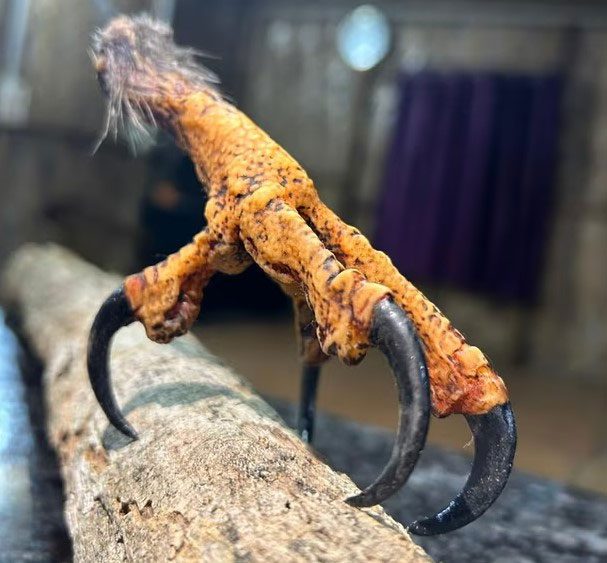 Eagle claw produced using 3D printing technology.