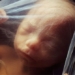 we are synced in mothers womb like the mermaid 127970