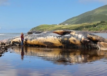 whale 19m gets stuck and explodes 128698