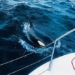 whale fish with the monster attack boat 127780
