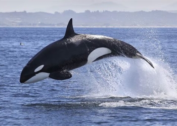 what are the functions of the white spot on the back of a shark 129186