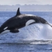 what are the functions of the white spot on the back of a shark 129186