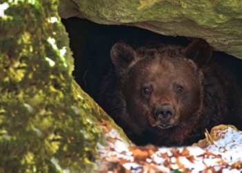 what happens if you wake up a sleeping bear 128731