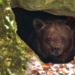what happens if you wake up a sleeping bear 128731
