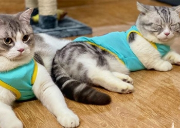 what to do with a cat during the summer heat 127669