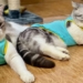 what to do with a cat during the summer heat 127669