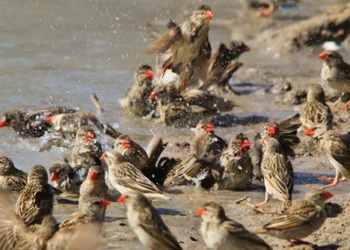 what will happen if 200000 birds attack africa simultaneously 129013