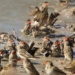 what will happen if 200000 birds attack africa simultaneously 129013