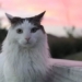 what will happen if cats have similar size to hippos 128089