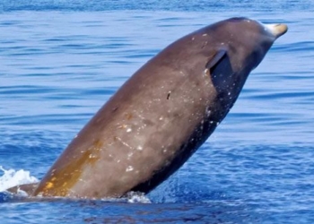 which animal hibernates longest on earth 129123