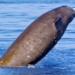 which animal hibernates longest on earth 129123