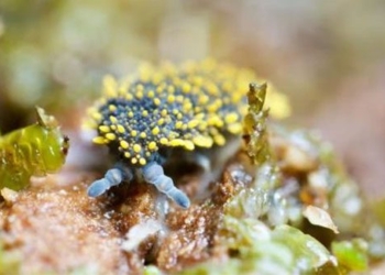 which living environment attracts the most species 129156