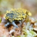 which living environment attracts the most species 129156