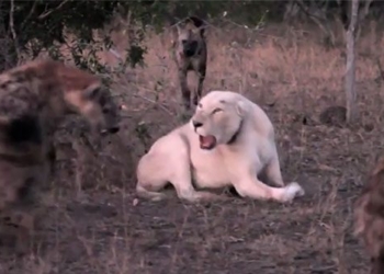white lion equipped 11 spirits discuss the need to eat 128560