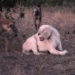 white lion equipped 11 spirits discuss the need to eat 128560