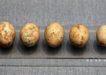 why ancient witches frequently abandon chickens in graves when choosing to cut 127377